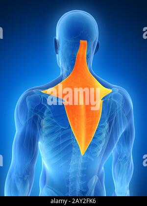 3D gerenderten Illustration - Trapezius Muskel Stockfoto