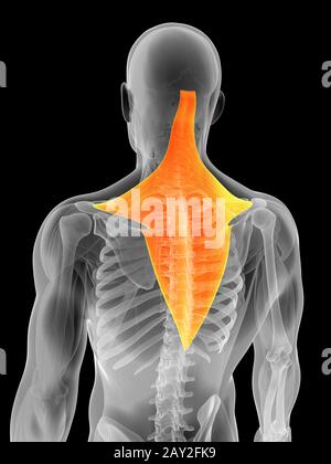 3D gerenderten Illustration - Trapezius Muskel Stockfoto