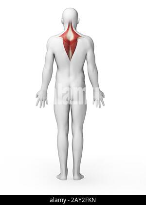 3D gerenderten Illustration - Trapezius Muskel Stockfoto