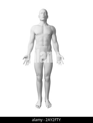 männlichen Körper in 3D gerenderten Abbildung - weiß Stockfoto