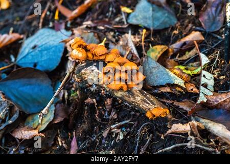 Die Masse der an abfallenden Ästen wachsenden Wildpilze. Sini Hochland, Nara, Japan Stockfoto