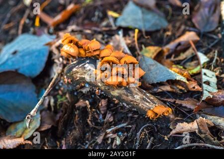 Die Masse der auf einem Stumpf wachsenden Wildpilze. Sini Hochland, Nara, Japan Stockfoto