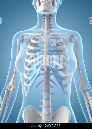 medizinische Illustration der weiblichen Skelett Stockfoto