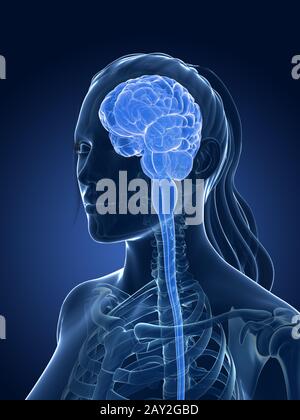 3D gerenderten medizinische Illustration - weibliche Gehirn Stockfoto