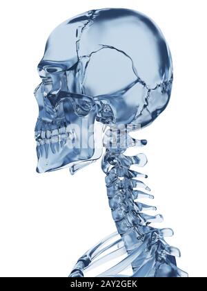 3D gerenderte Darstellung des Skelettes Glas Stockfoto