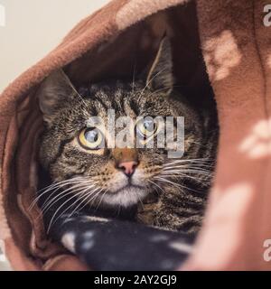 Tabby-Katze versteckt sich in ihrem Bett Stockfoto