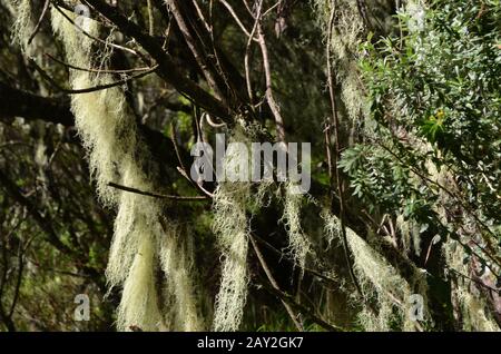 Hängende Flechten (Alter Bart) im montanen Nebelwald an den hängen von Piton des Neiges, Insel Réunion, Indischer Ozean Stockfoto
