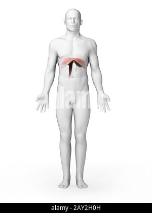 3D gerendert Illustration - Membran Stockfoto