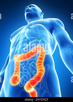 3D gerenderte Darstellung des männlichen Dickdarms Stockfoto