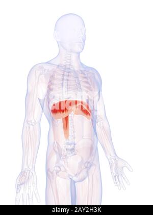 3D gerenderte Darstellung der menschlichen Membran Stockfoto