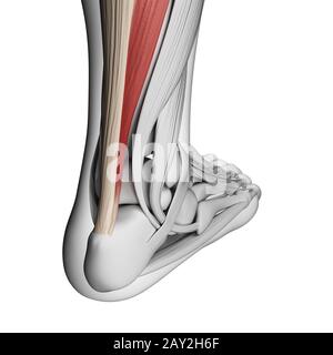 3D gerenderte Darstellung der Achillessehne Stockfoto