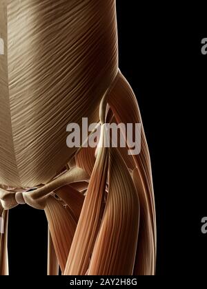 medizinische Illustration der Hüfte/Bein Knochen Stockfoto