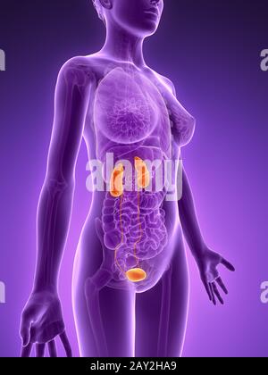 3D gerenderten Illustration - Harnwege Stockfoto