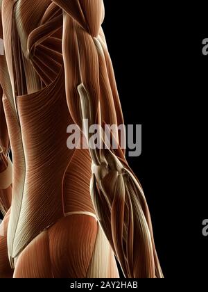 medizinische Illustration der Armmuskulatur Stockfoto