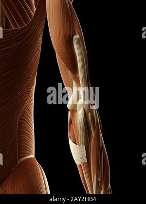 medizinische Illustration der Armmuskulatur Stockfoto