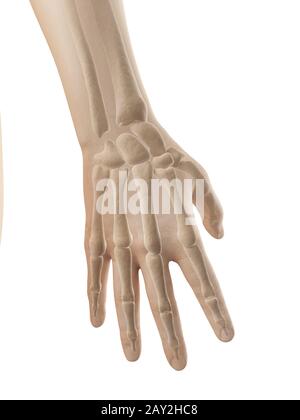 Hand-Anatomie - Knochen der Hand und Finger Stockfoto