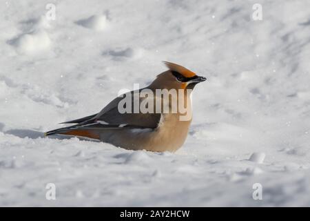 Nahaufnahme des im Schnee sitzenden böhmischen Wachsflügels Stockfoto