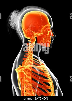 3D gerenderte Darstellung der weiblichen Skelett Stockfoto