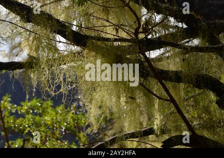 Hängende Flechten (Alter Bart) im montanen Nebelwald an den hängen von Piton des Neiges, Insel Réunion, Indischer Ozean Stockfoto