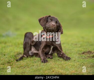 Labrador Hundewelpen kratzen Stockfoto