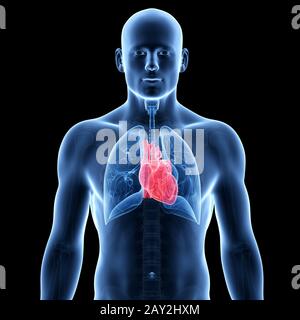 Abbildung: Herz und Lunge eines Mannes Stockfoto
