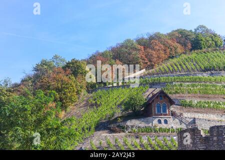 Freyburg, Deutschland. September 2018. Blick auf einen Weinberg in Freyburg. Die Region entlang der Flüsse Saale und Unstrut gilt als das nordöstlichste Weinanbaugebiet Deutschlands. Kredit: Stephan Schulz / dpa-Zentralbild / ZB / dpa / Alamy Live News Stockfoto