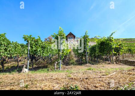 Freyburg, Deutschland. September 2018. Blick auf einen Weinberg in Freyburg. Die Region entlang der Flüsse Saale und Unstrut gilt als das nordöstlichste Weinanbaugebiet Deutschlands. Kredit: Stephan Schulz / dpa-Zentralbild / ZB / dpa / Alamy Live News Stockfoto