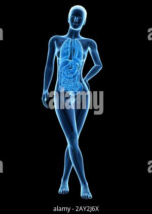 Medizinische 3D-Darstellung - Anatomie der Frau - innere Organe Stockfoto