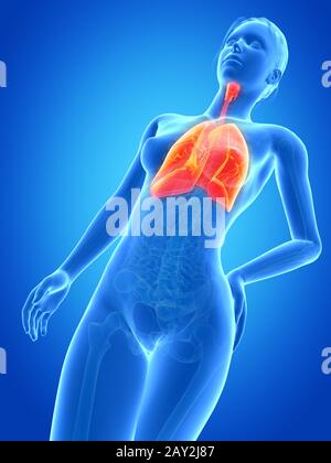 Medizinische 3D-Darstellung - Anatomie der Frau - Lunge Stockfoto