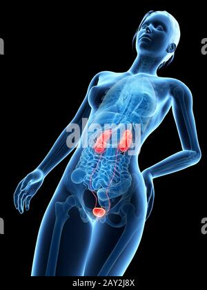 Medizinische 3D-Darstellung - Anatomie der Frau - Nieren Stockfoto