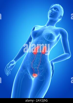 Medizinische 3D-Darstellung - Anatomie der Frau - Harnsystem Stockfoto