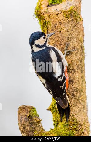 Weibliche, großgefleckte Spechte, die in Mittelwales forschen Stockfoto