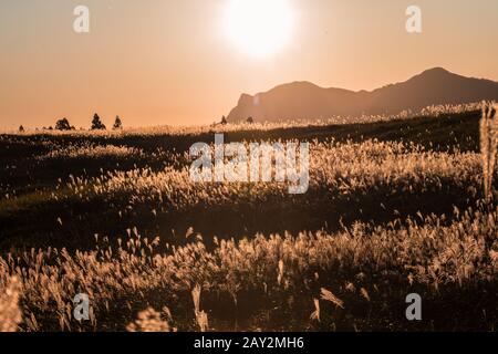 Goldene Stunde: Feiner Tag, Abendzeit im Herbst, das Sonnenlicht malte japanisches Pampas-Rasenfeld in goldener Farbe. Stockfoto