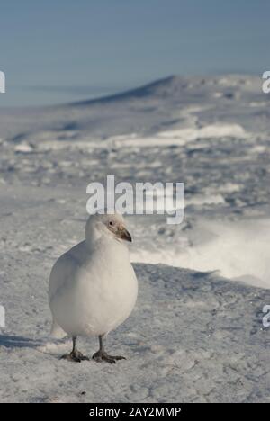 Snowy Sheathbill (Chionis albus)-1. Stockfoto