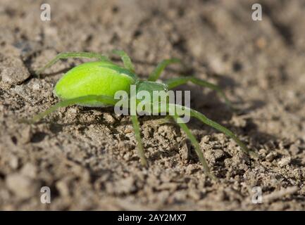 Grüne Spinne, die auf dem Boden sitzt. Stockfoto