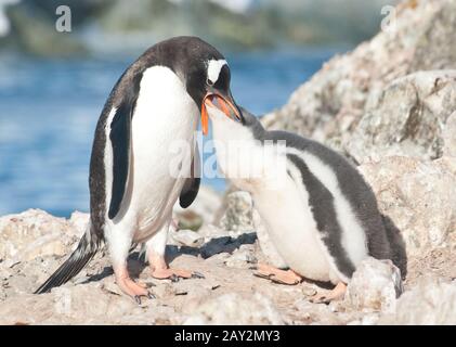 Gentoo Pinguin Fütterkick für Erwachsene. Stockfoto