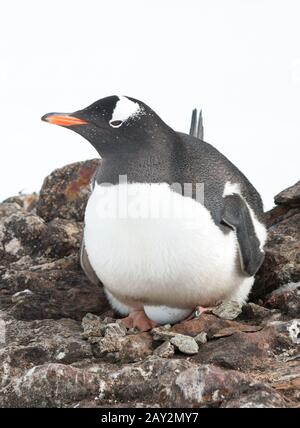 Gentoo-Pinguin-Weibchen bebrütet die Eier. Stockfoto