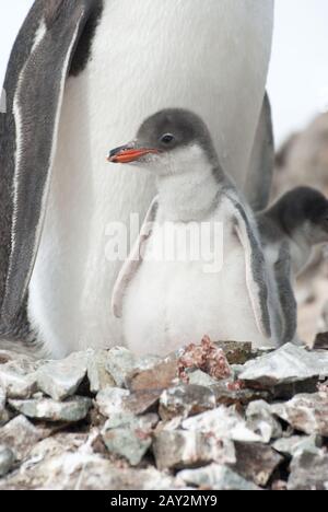 Gentoo Pinguin (Pygoscelis papua) Küken. Stockfoto