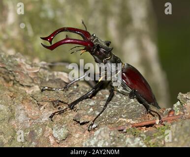 Auf einem Baum sitzender männlicher Hirschkäfiger. Stockfoto