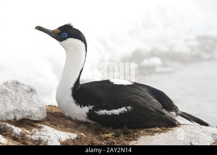 Weiblicher antarktischer blauäugiger Kormoran auf einem Gelege. Stockfoto