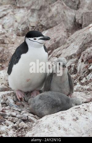 Weibliche und zwei Küken kinneln Pinguine. Stockfoto