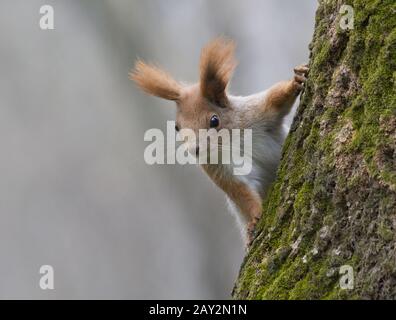Junges Rothörnchen, das auf einem Baum sitzt. Stockfoto
