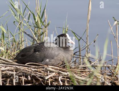 Weibchen kocht auf dem Nest sitzen. Stockfoto