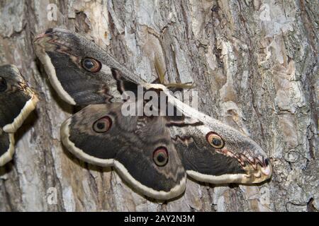 Großer Pfauenmoth oder Riesenimperor Moth. Stockfoto