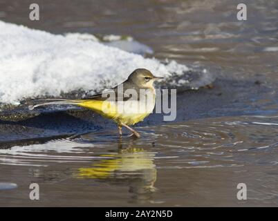 Grauer Wagschwanz am Wintereisstrom. Stockfoto