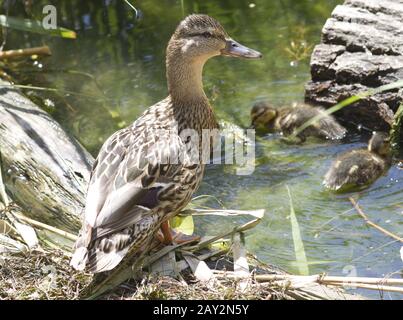 Das Weibchen mallert mit einer Brut von Entenklingen. Stockfoto