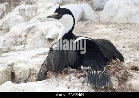 Antarktisches blauäugiges Kormoran, das auf dem Nest sitzt. Stockfoto