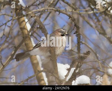 Jay sitzt auf Baum. Stockfoto