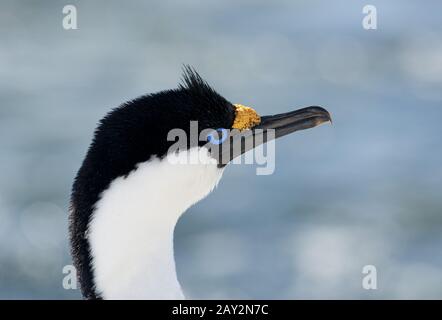 Antarktisches blauäugiges kormorantes Porträt. Stockfoto