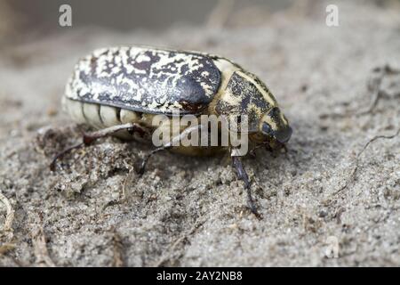 Weibliche Polyphylla fullo sitzt im Sand. Stockfoto